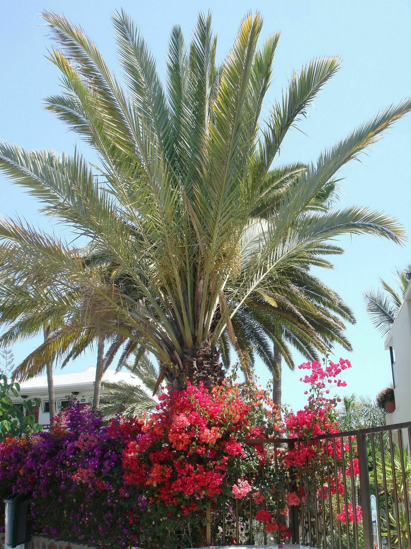 Alsol Nogal (Adults Only) Apartment Playa del Ingles  Exterior photo
